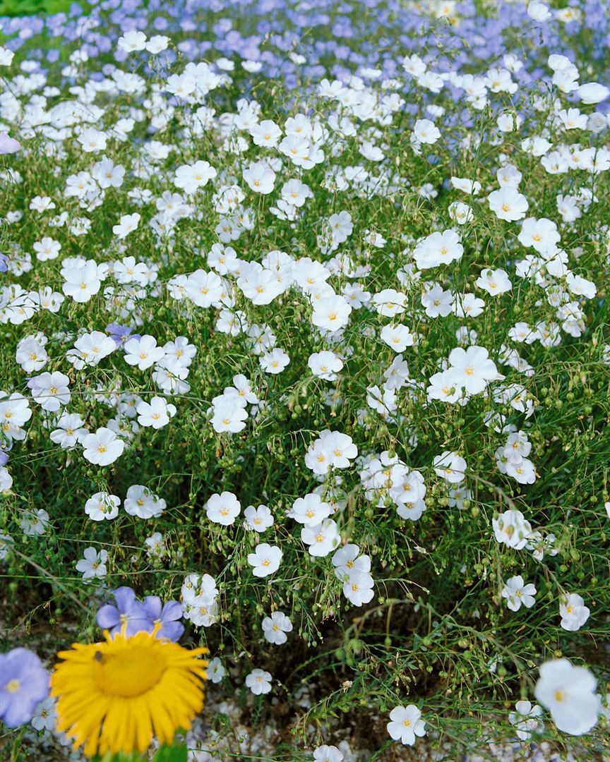 Pflanzen für Dich Staude Linum perenne Album, 1 St., Staudenlein, Ausdauernder Lein