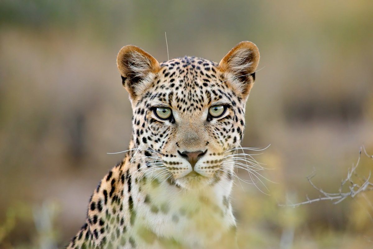 Papermoon Leopardenporträt Fototapete