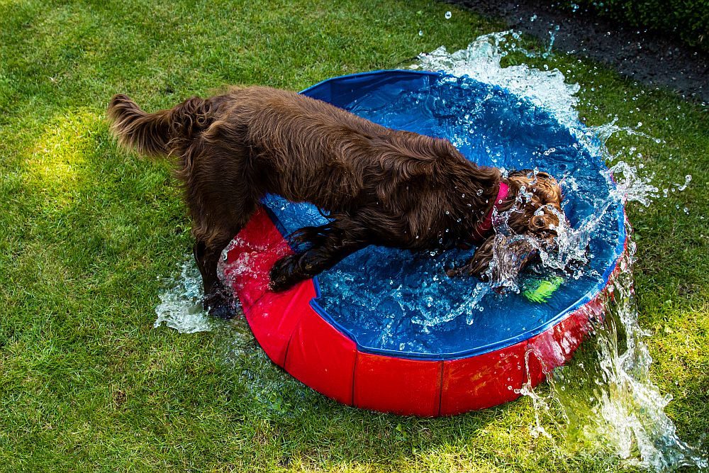 Nobby Hundepool Dog Pool