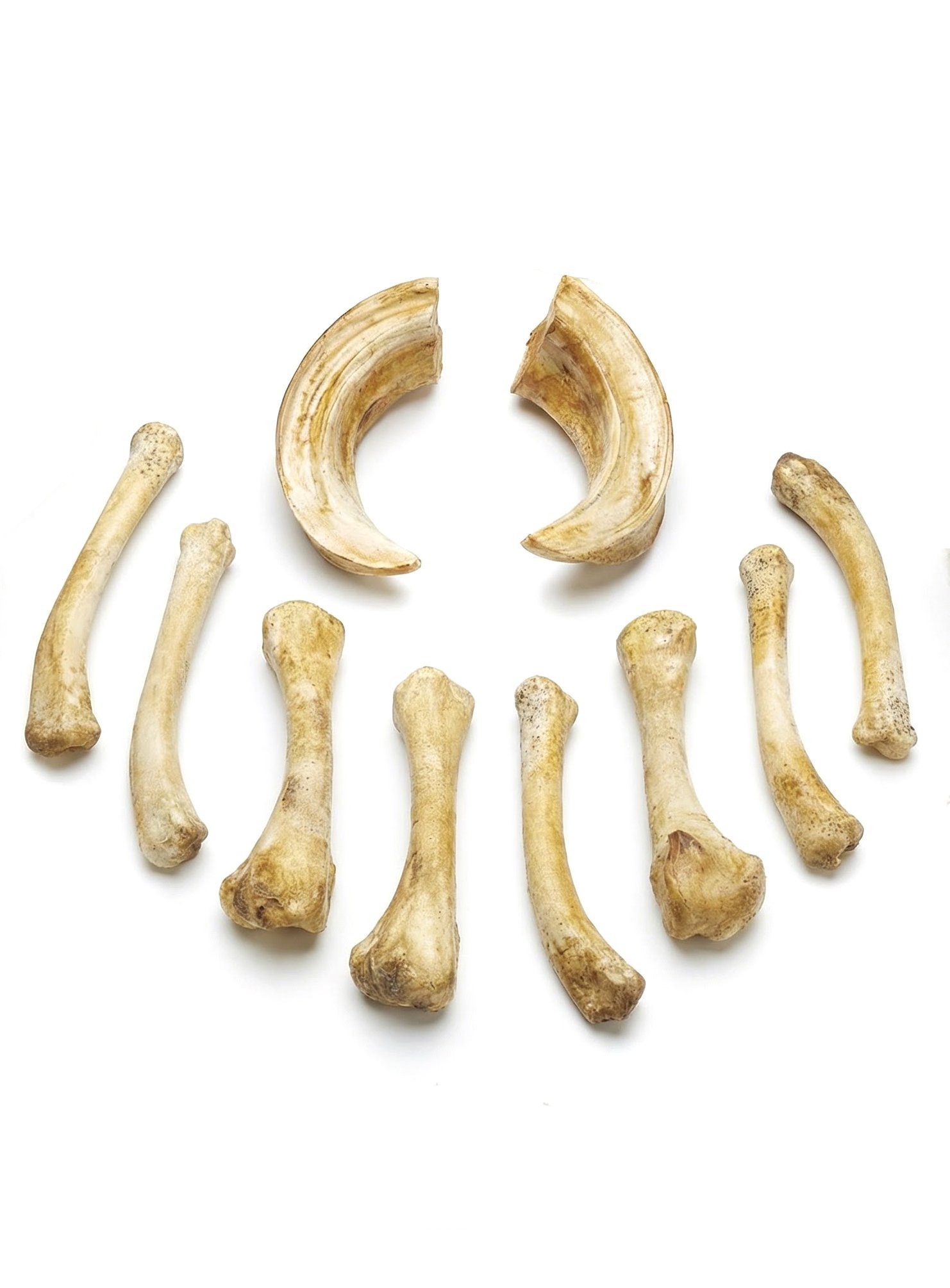 Andracor Kostüm Knochenset aus Gießharz - Wahrsager (10 Stk), Realistische Wahrsager Knochen aus Gießharz zum Hellsehen, als Anhän