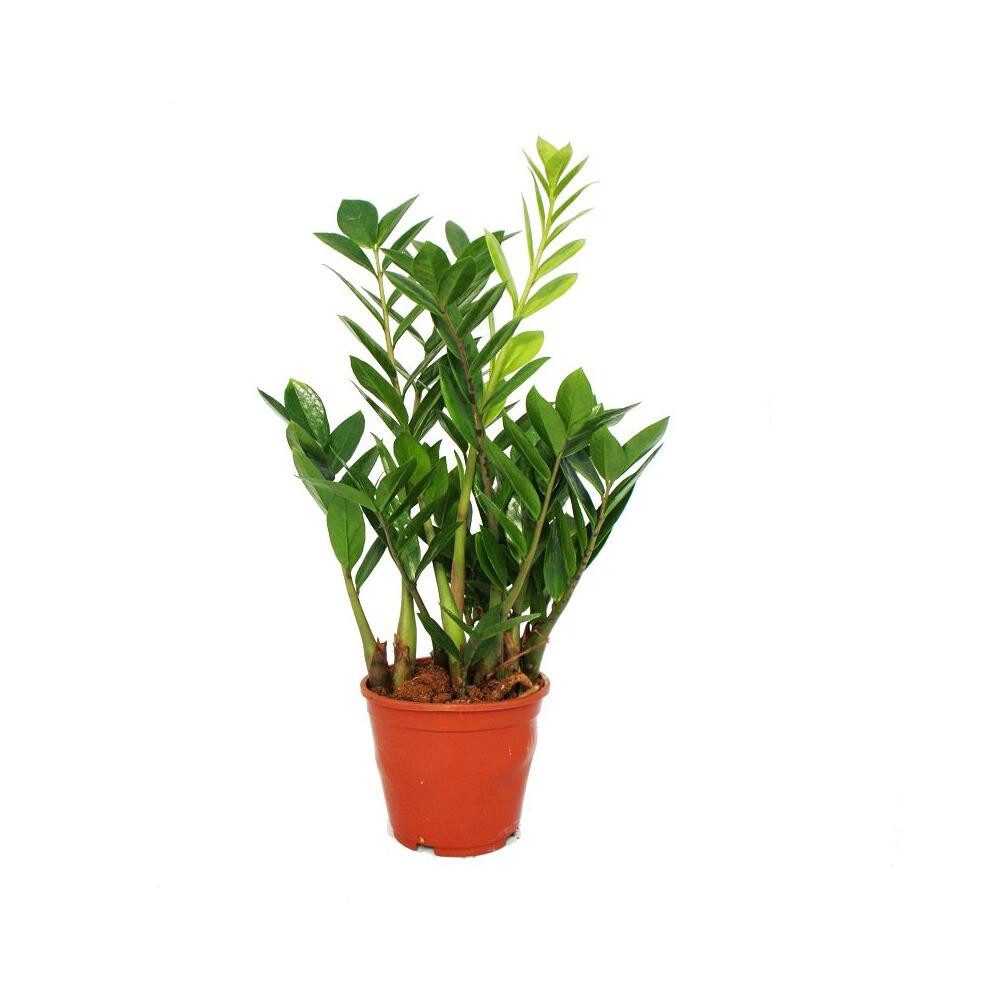 Exotenherz Zimmerpflanze Zamioculcas zamiifolia - Zamio Palme - Zamio Farn günstig online kaufen