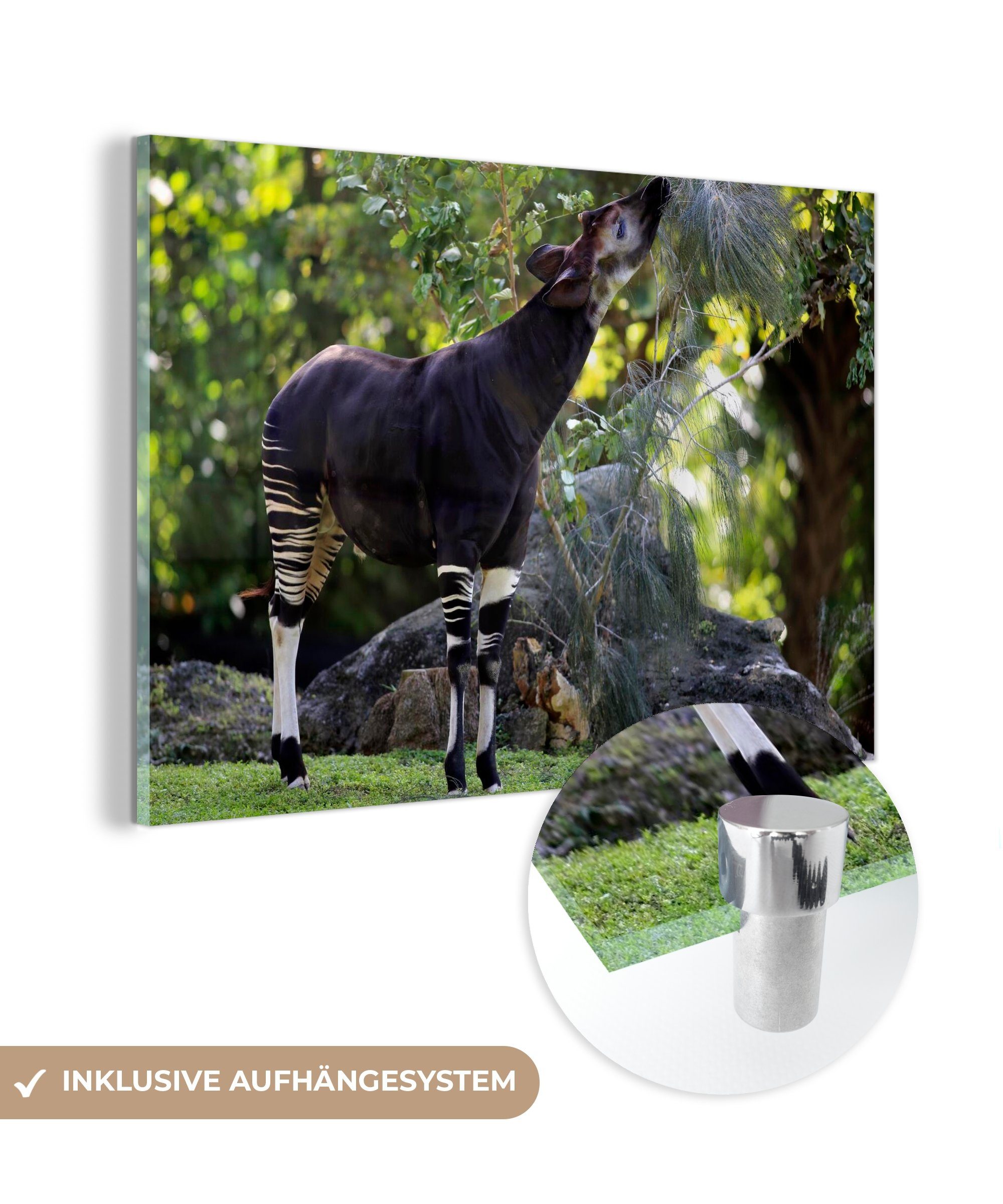 MuchoWow Acrylglasbild Okapi frisst Blätter im Grasland, (1 St), Acrylglasbilder Wohnzimmer & Schlafzimmer