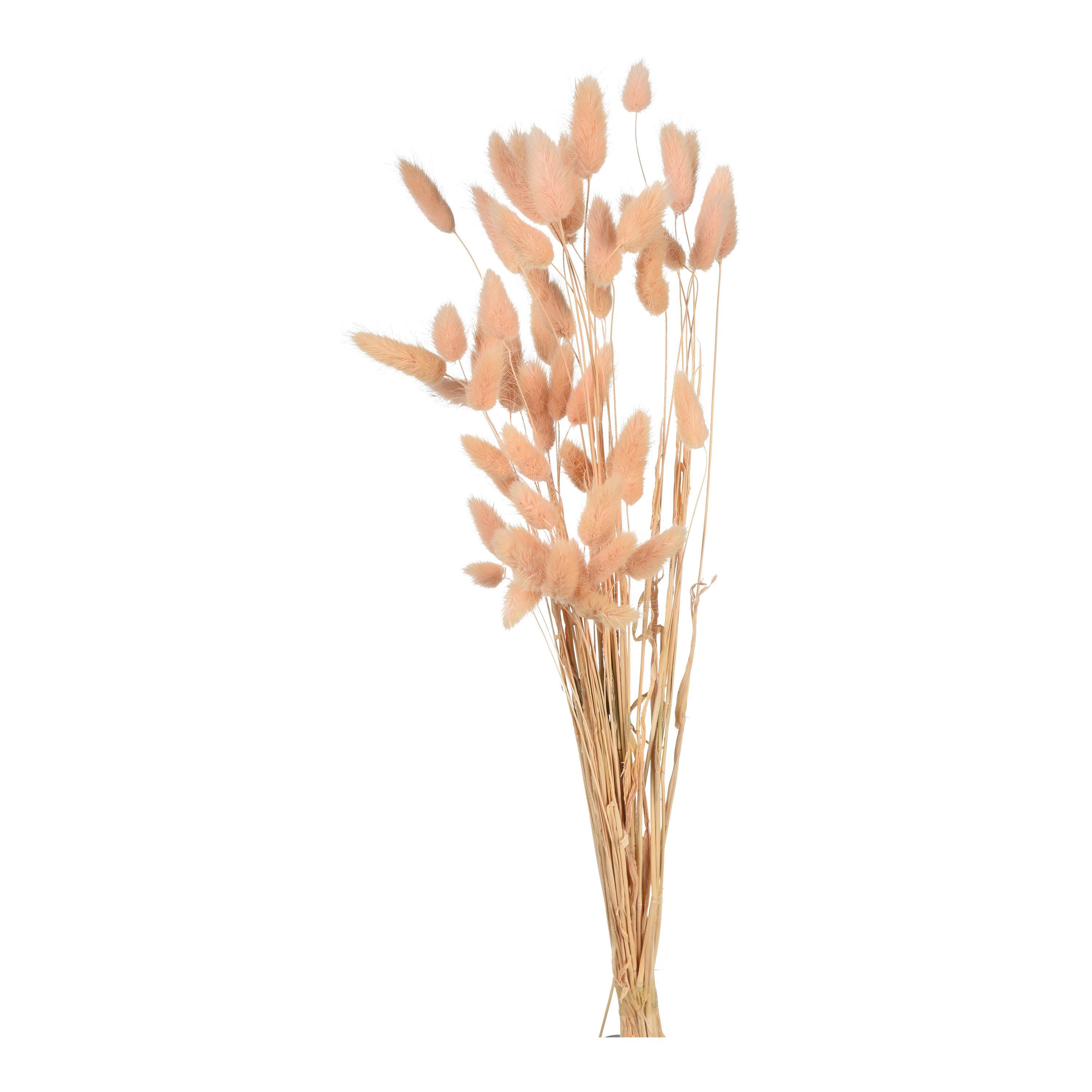 Samtgras, Trockenblumen-Bündel Trockenblume, aus Trockenblume L Depot, Zentimeter 60