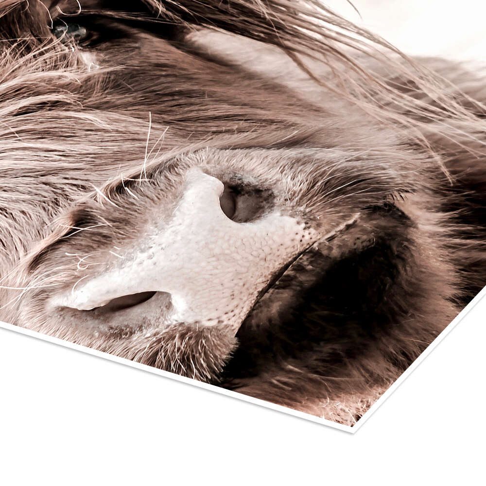 Posterlounge Wandbild Schottisches Rind, Art Couture, erhältlich als Poster, Leinwandbild, Wandsticker oder Acrylglasbild