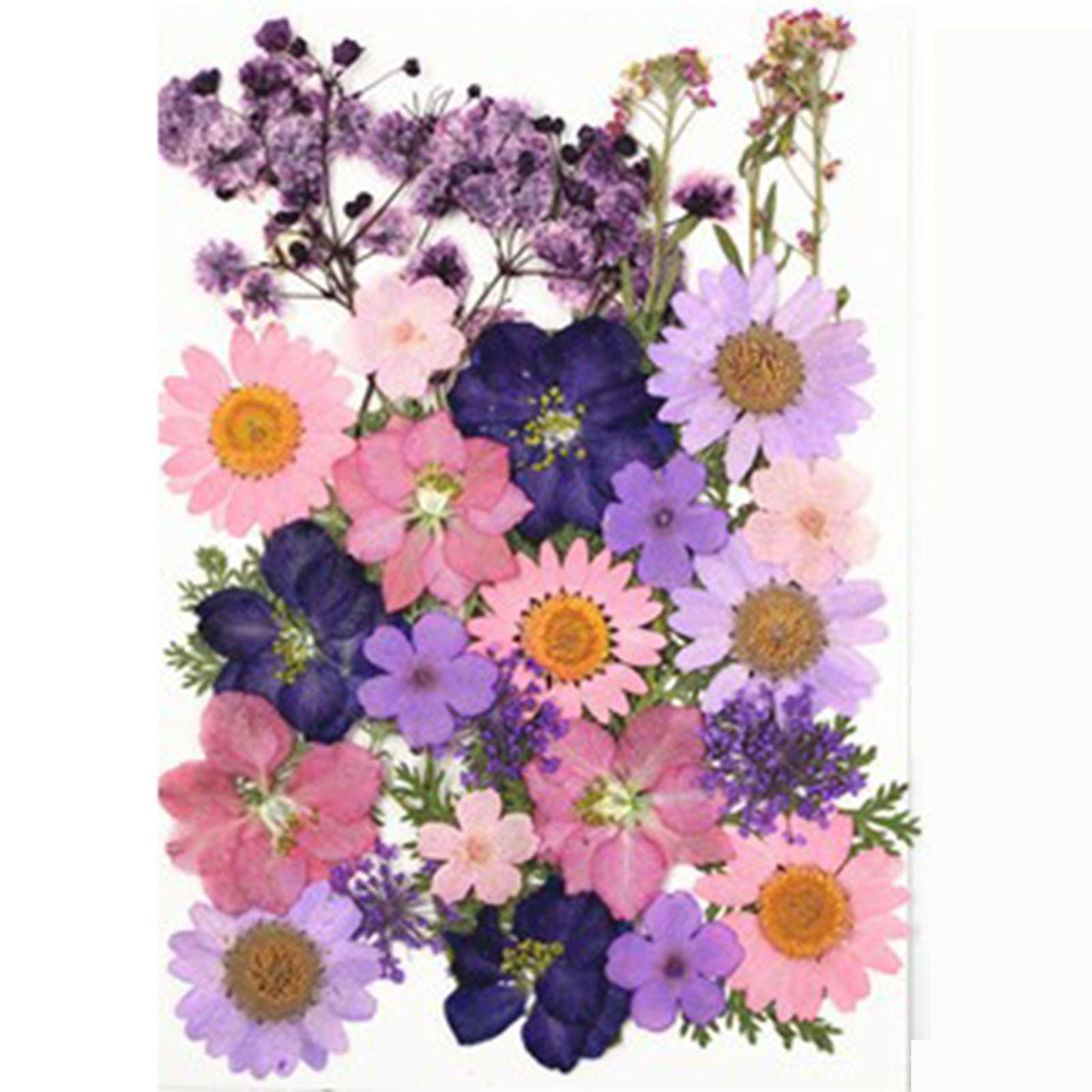 Trockenblume DIY Trockenblumen-Material-Set, Modische Gepresste Blumen, Pflanzen, Blusmart, Trockenblume new purpleL
