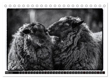 CALVENDO Wandkalender sheep world (Tischkalender 2024 DIN A5 quer), CALVENDO Monatskalender