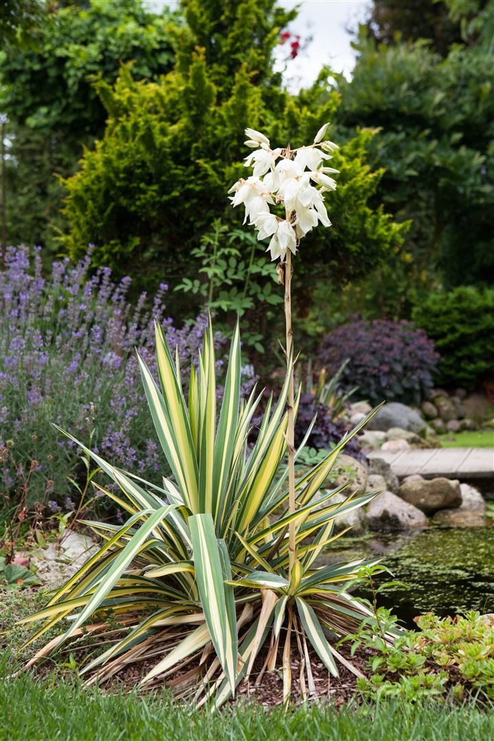 Pflanzen für Dich Staude Yucca filamentosa, 1 St., Fädige Palmlilie, Garten-Yucca, Adam's Nadel
