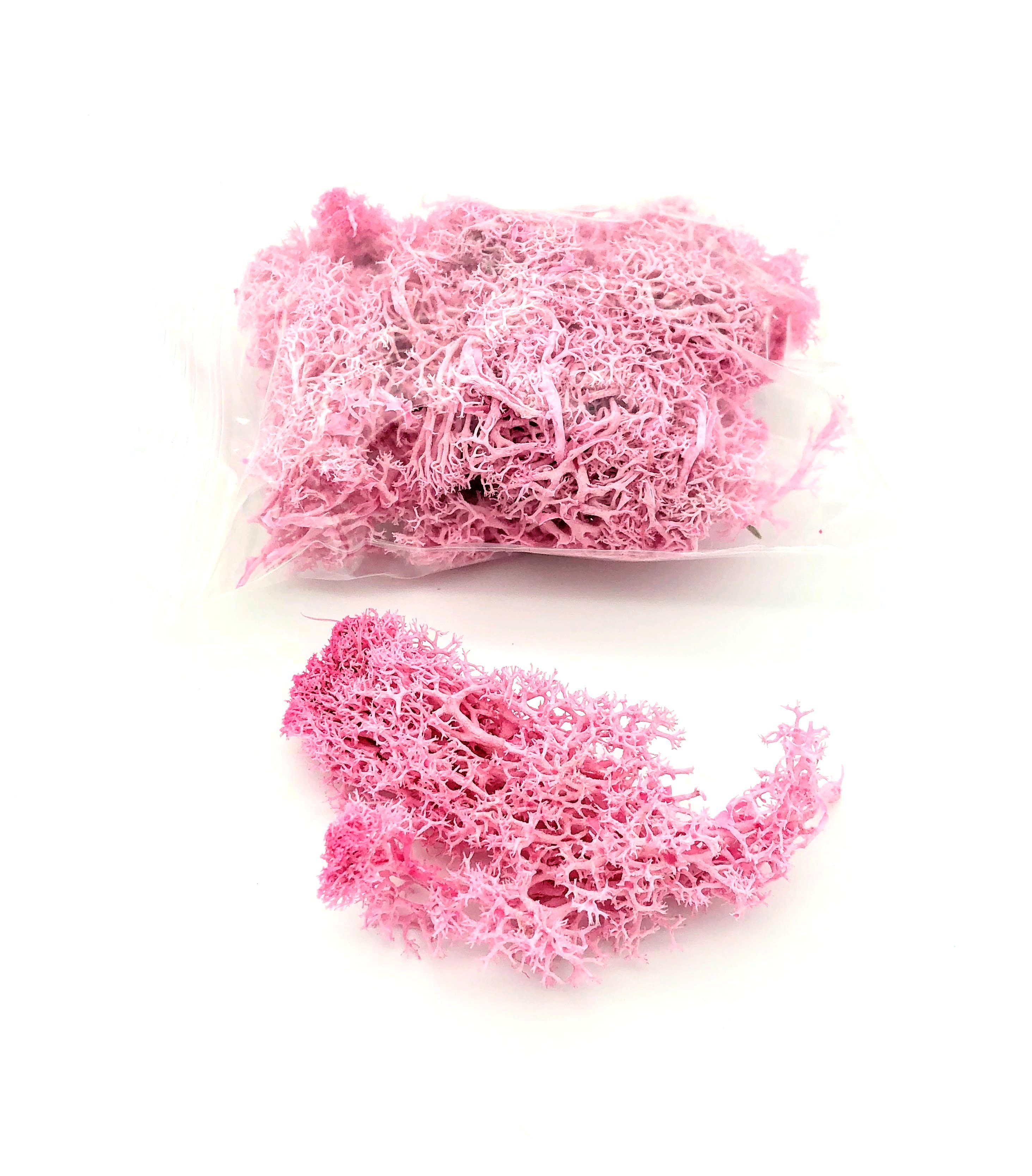 Trockenblume Getrocknetes Moos in verschiedenen Farben - Rosé, Kunstharz.Art