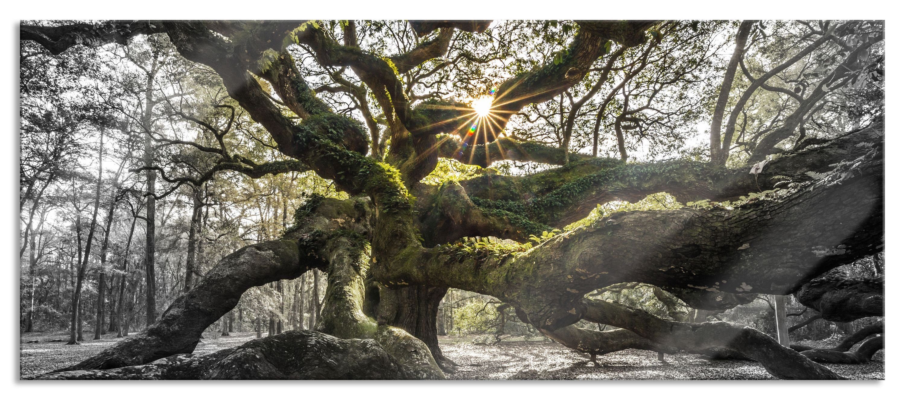 Glasbild gigantisch verzweigter Baum
