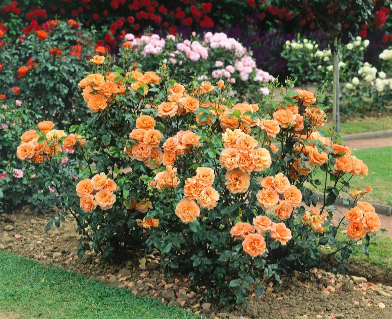 Pflanzen für Dich Rose Rosa 'Westerland' – Bild 2 von 5