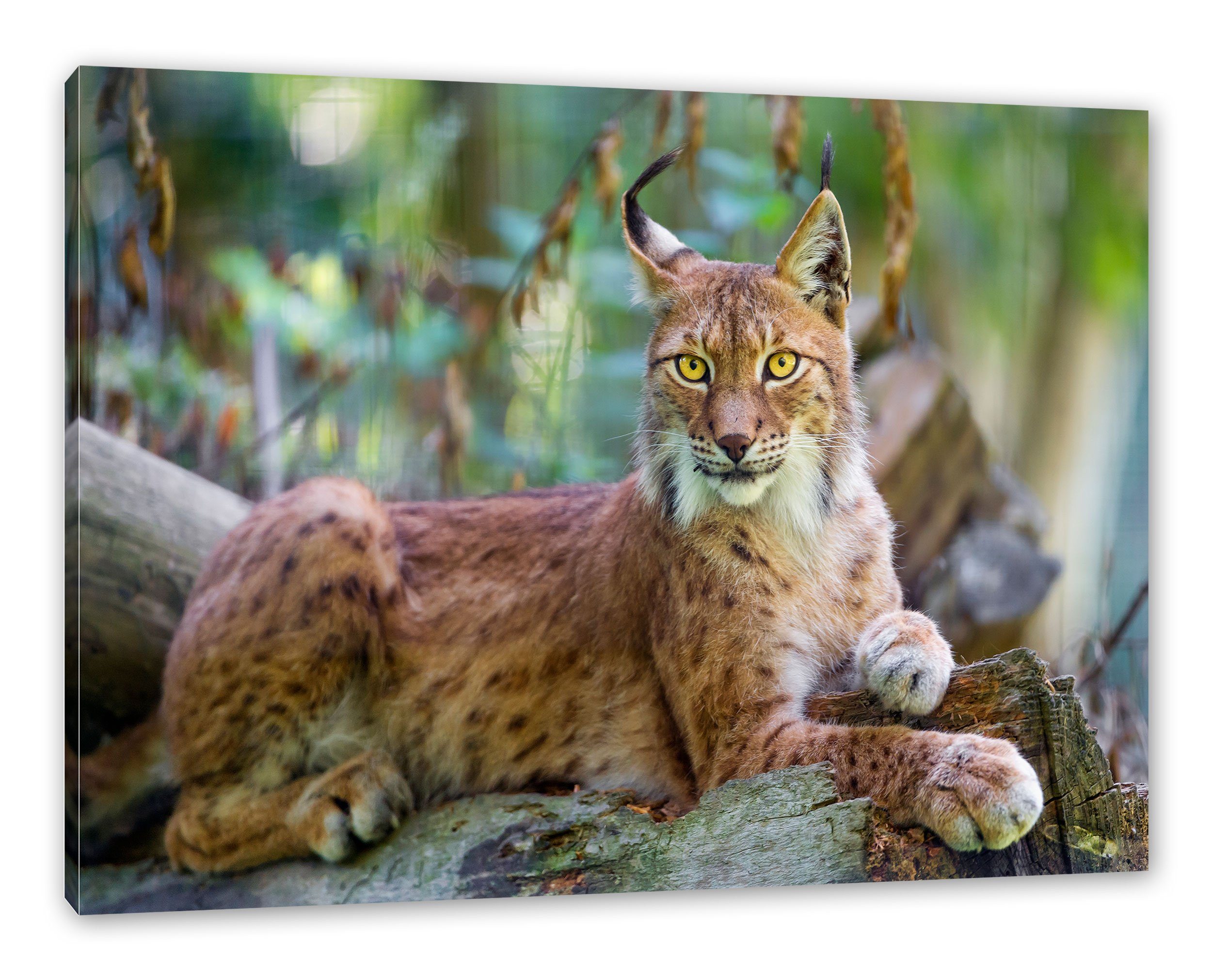 Pixxprint Leinwandbild aufmerksamer Luchs, aufmerksamer Luchs (1 St), Leinwandbild fertig bespannt, inkl. Zackenaufhänger | Leinwandbilder