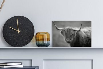OneMillionCanvasses® Leinwandbild Nahaufnahme eines schottischen Hochlandrinds - schwarz und weiß - Kuh - Tier, (1 St), Bild auf Leinwand Wandbild Leinwandbilder Wanddekoration Kunstdruck Wandkunst Gemälde