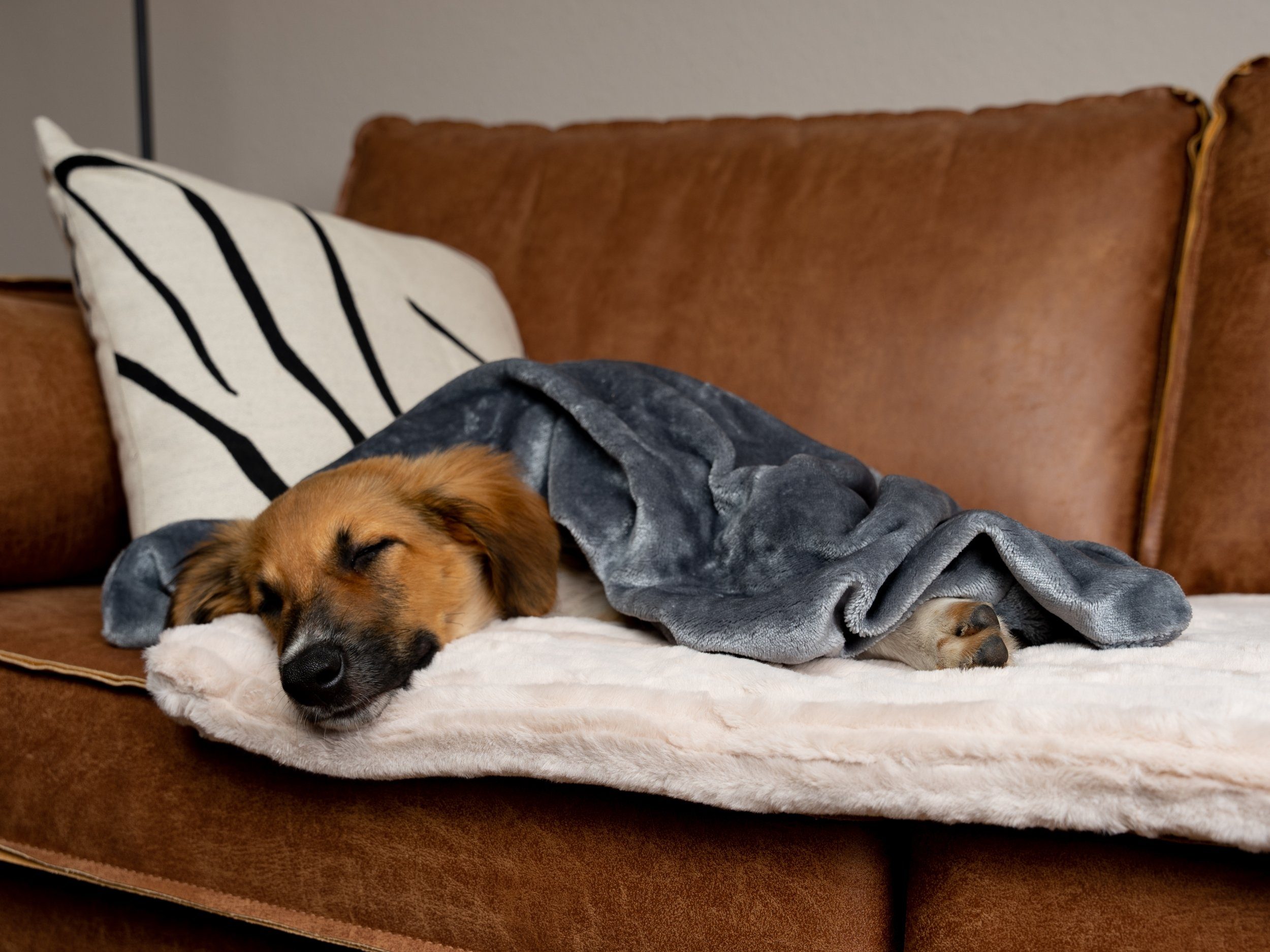 TrendPet Tierdecke Coco, Welpen-Kuscheldecke, Grau, 100% günstig online kaufen