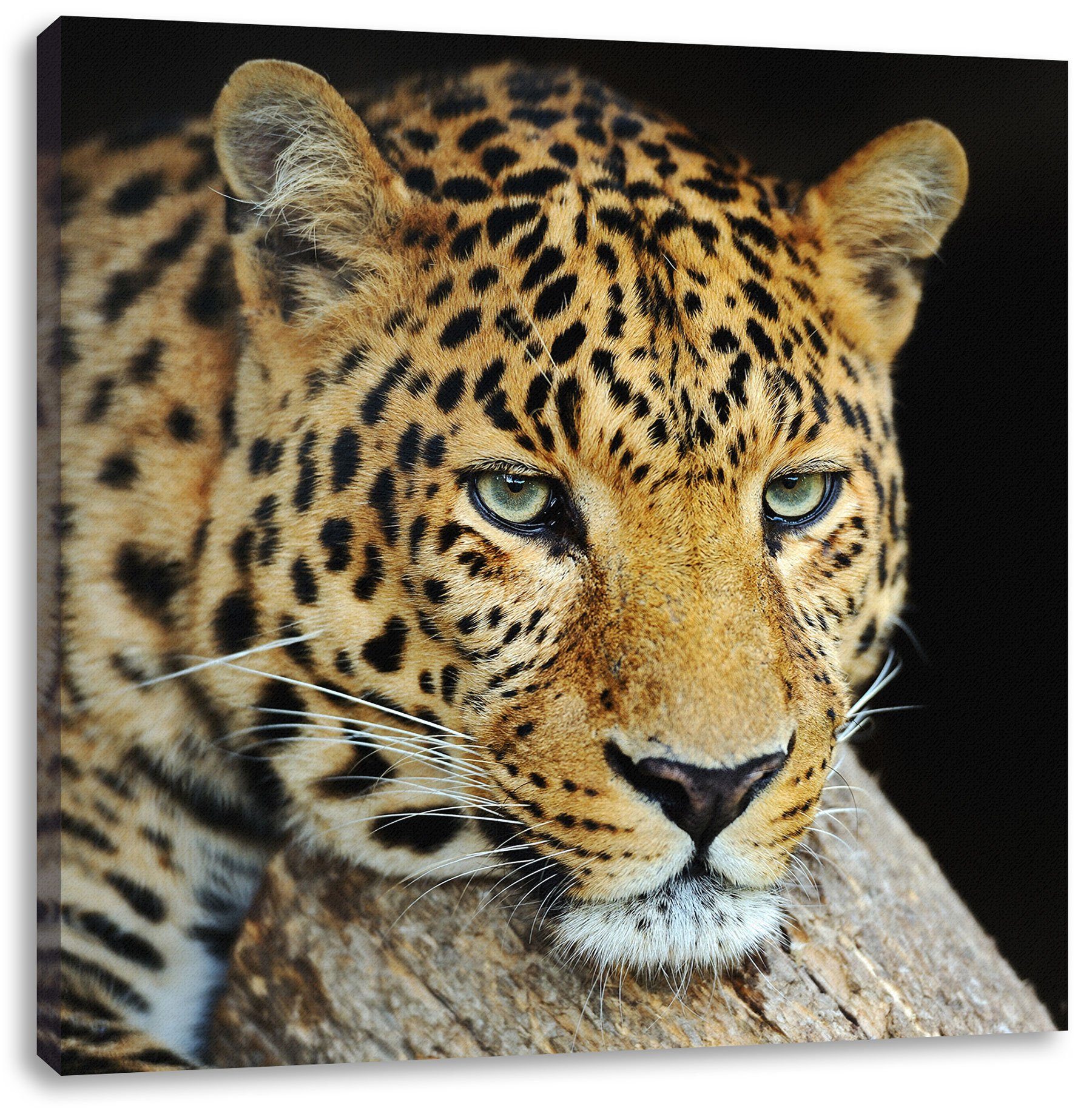Pixxprint Leinwandbild Ruhiger Leopard, Ruhiger Leopard (1 St), Leinwandbild fertig bespannt, inkl. Zackenaufhänger