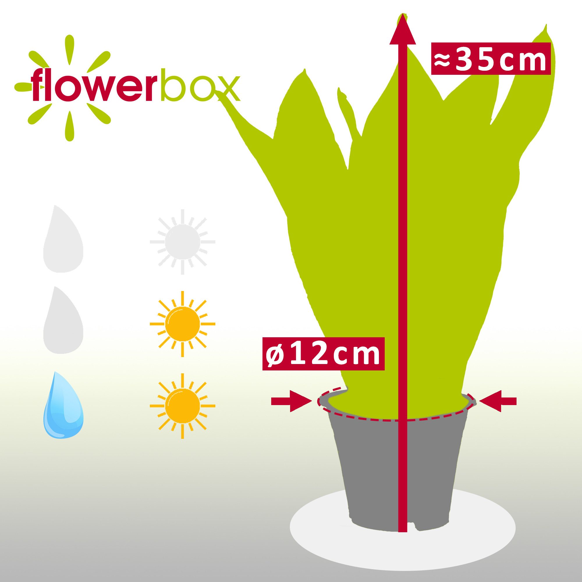 Flowerbox Zimmerpflanze Bogenhanf - Sansevieria trifasciata, pflegeleicht - Höhe ca. 35 cm, Topf-Ø 12 cm – Bild 4 von 5
