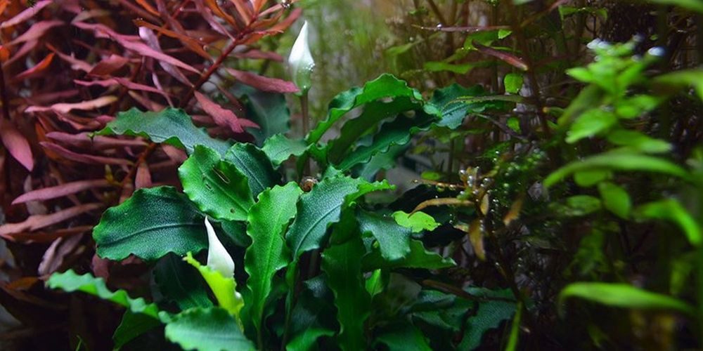 Aquaone Wasserpflanze Aquarium Pflanze Bucephalandra pygmaea 'Bukit Kelam' Nr.139