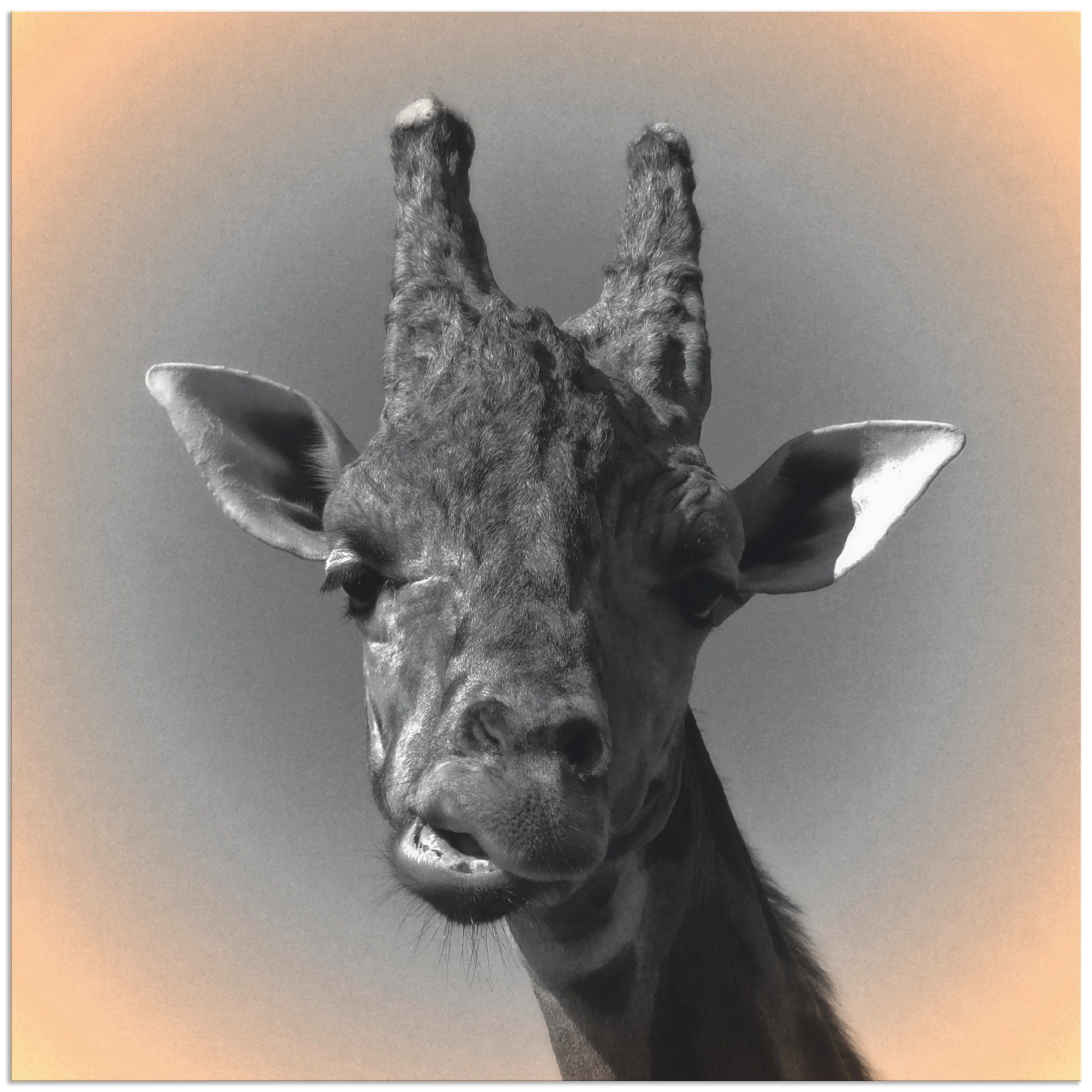 oder Wandbild versch. Leinwandbild, Wandaufkleber Wildtiere Poster in Kontakt, Giraffen als Größen St), Alubild, (1 Artland