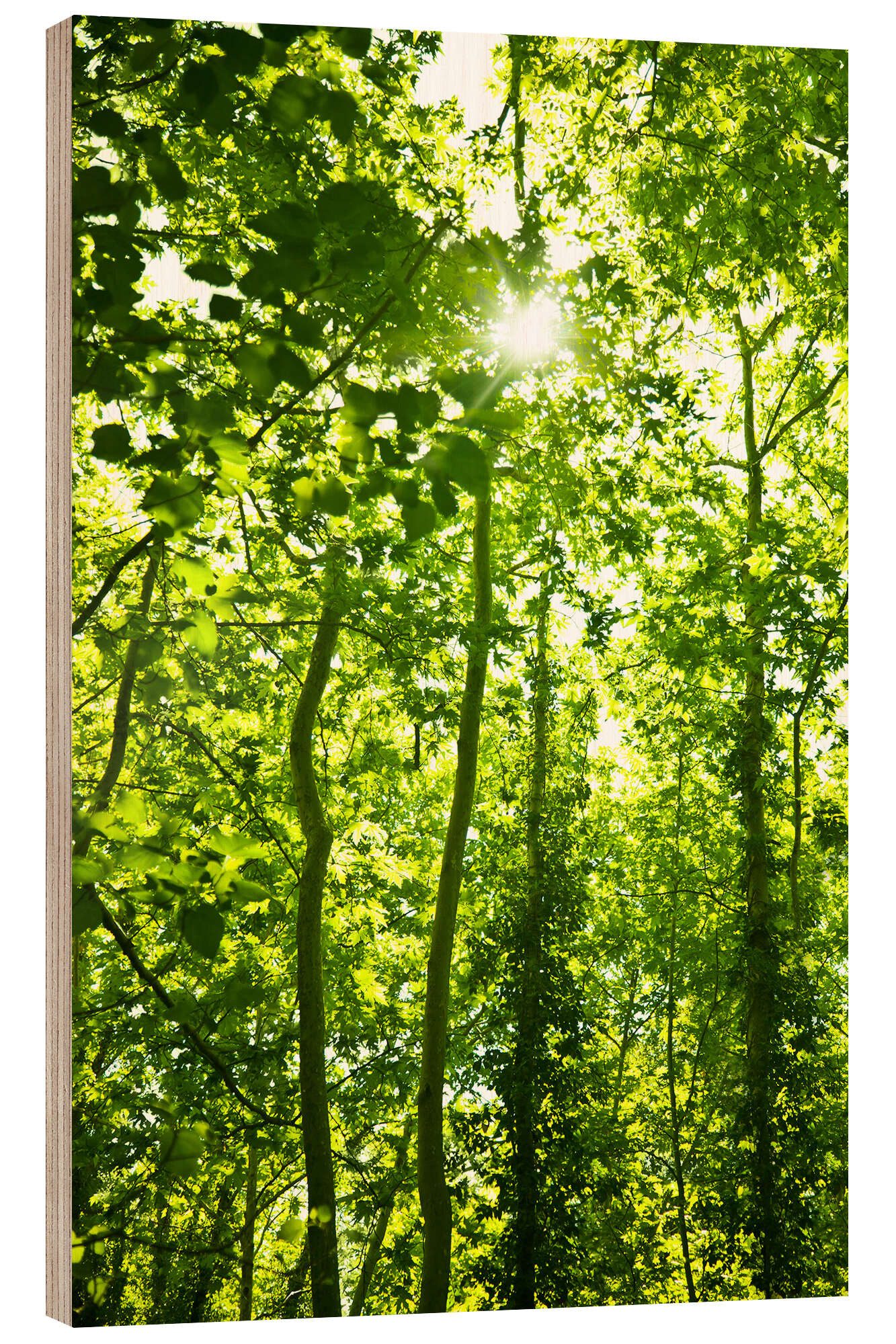 Posterlounge Holzbild Editors Choice, Grüner Wald im Sonnenlicht, Fotografie