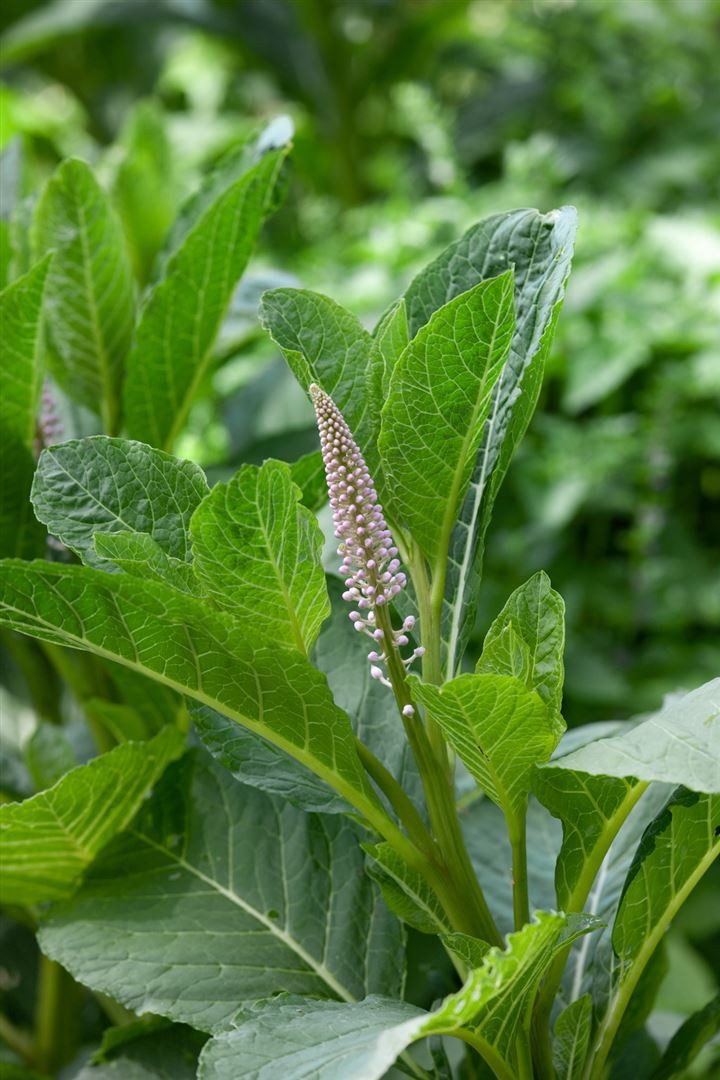Pflanzen für Dich Staude Phytolacca acinosa, 1 St., Indische Kermesbeere, Asiatische Kermesbeere, Trauben-Kermesbeere