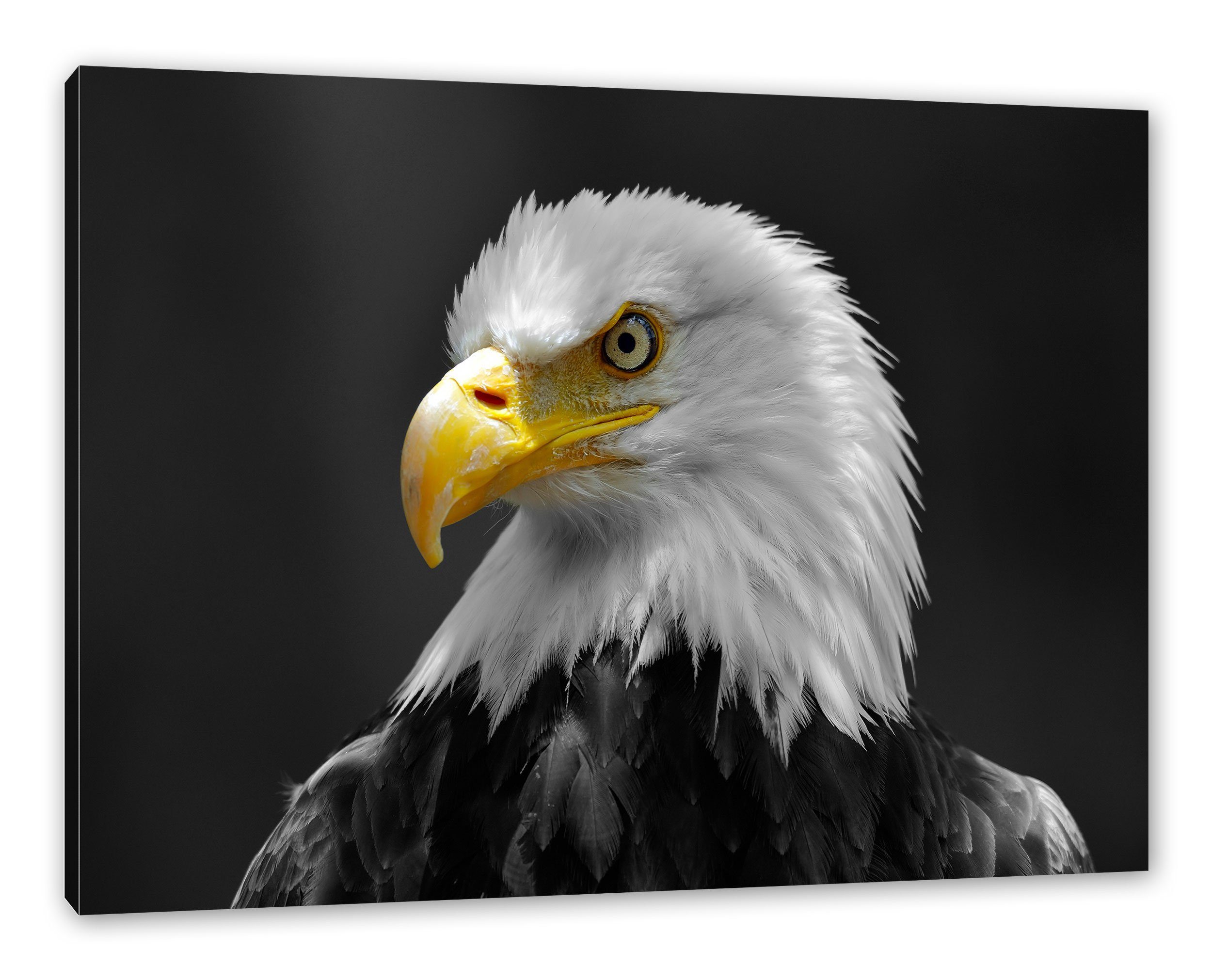 Pixxprint Leinwandbild eindrucksvoller Leinwandbild (1 Weißkopfseeadler Zackenaufhänger bespannt, eindrucksvoller fertig St), inkl. Weißkopfseeadler