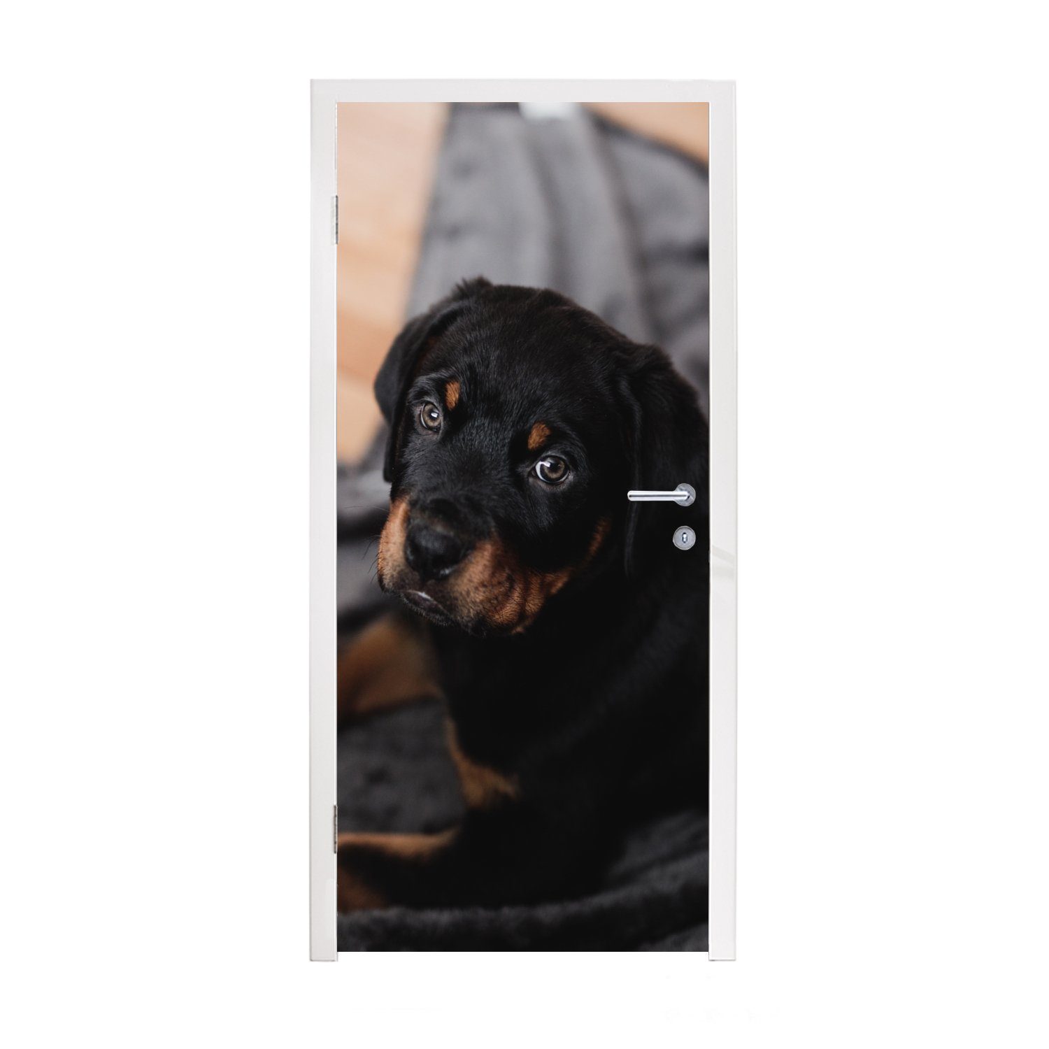 Durchfahrtshöhe MuchoWow Türtapete Ein Rottweiler-Welpe auf 75x205 Teppich, schwarzen für einem Türaufkleber, Matt, bedruckt, St), cm (1 Fototapete Tür