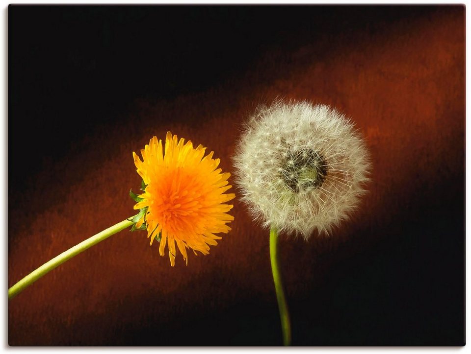 Artland Wandbild Pusteblume, Blumen (1 St), als Leinwandbild, Wandaufkleber  oder Poster in versch. Größen, Verschiedene Größen & Produktarten