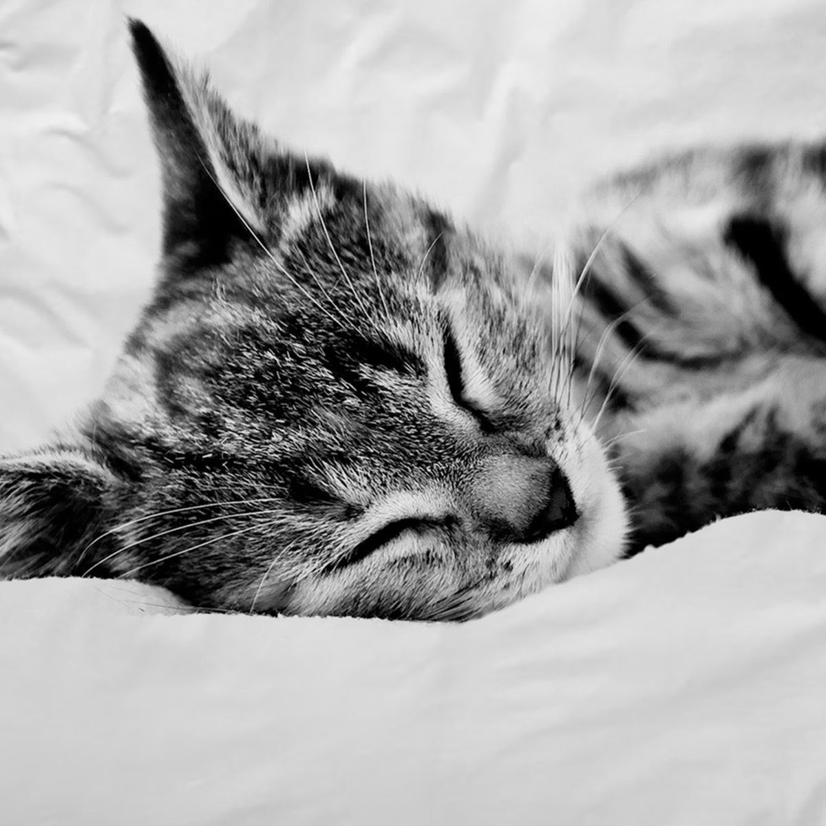TRAUMSCHLAF Bettwäsche Cat, Renforce, 2 teilig, günstig online kaufen