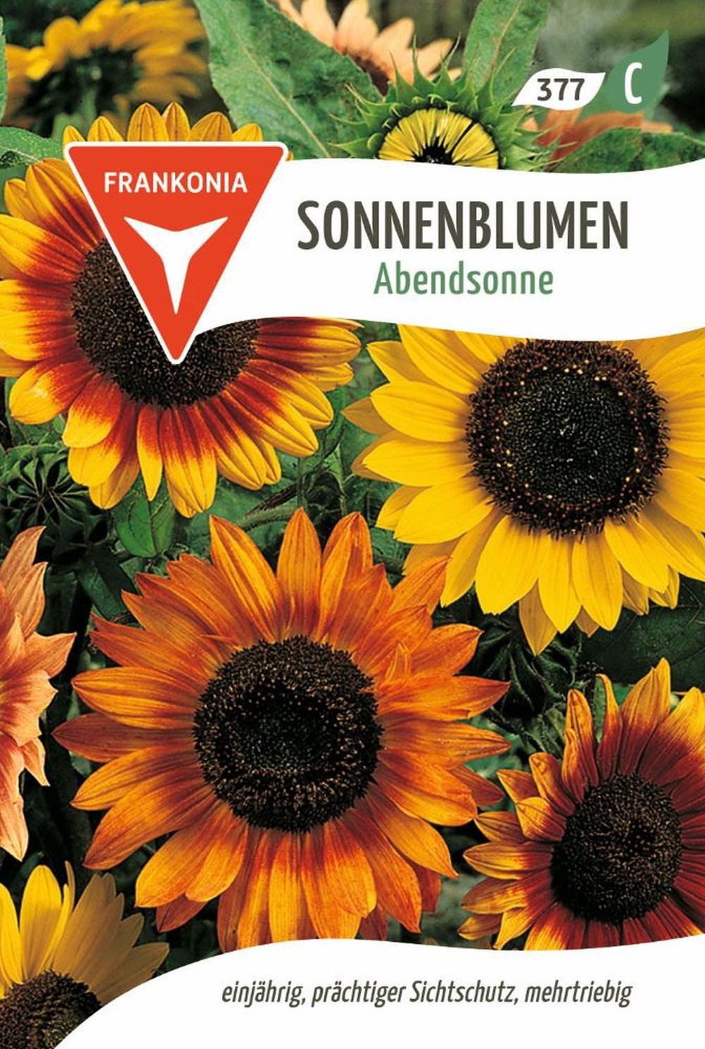 FRANKONIA Blumensamen Sonnenblume, Abendsonne - Saatgut SonnenSamen, Helianthus annuus