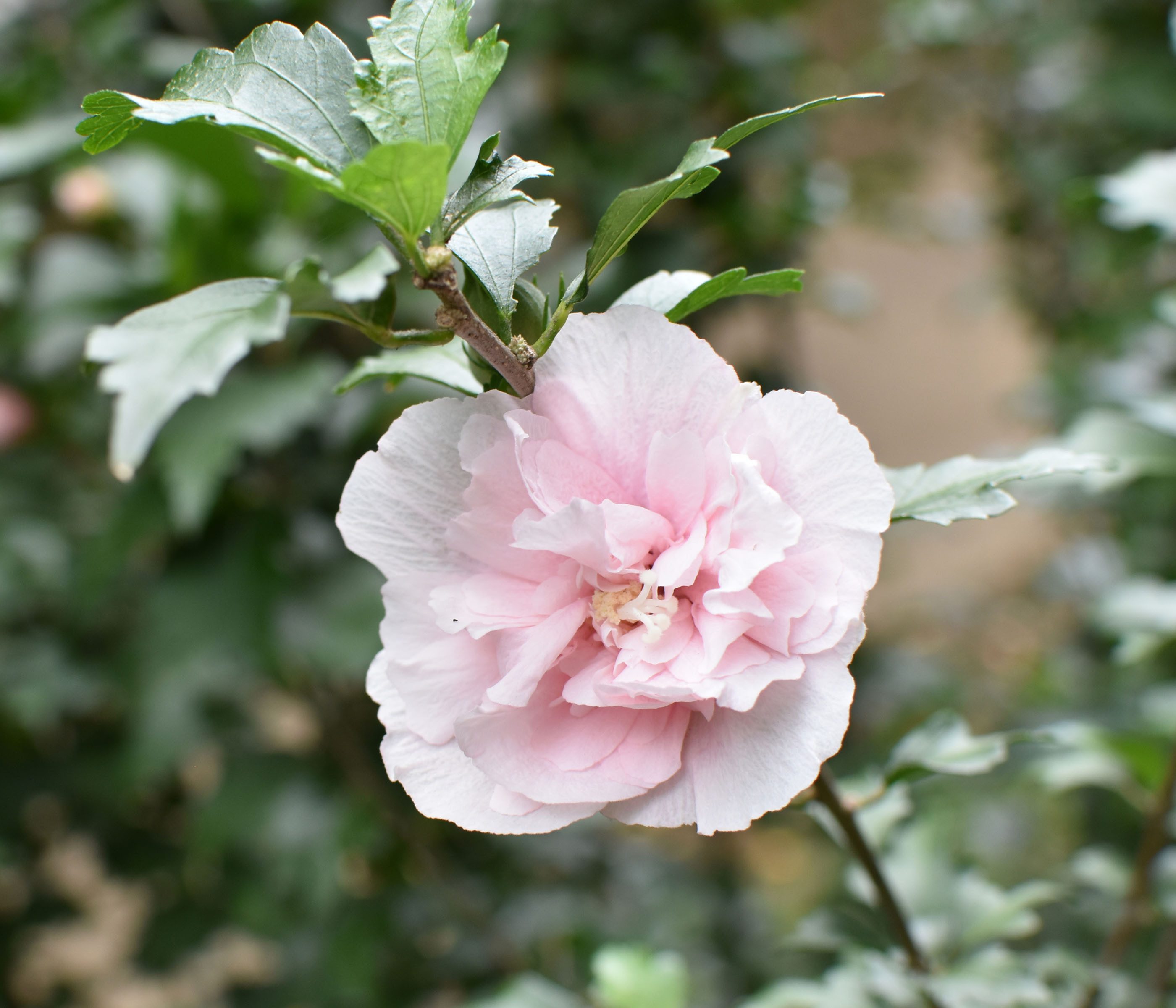 Dehner Zierstrauch Hibiscus Pink Chiffon®, 40-60 cm, rosa, Garten-Eibisch mit doppelt gefüllte Blüten
