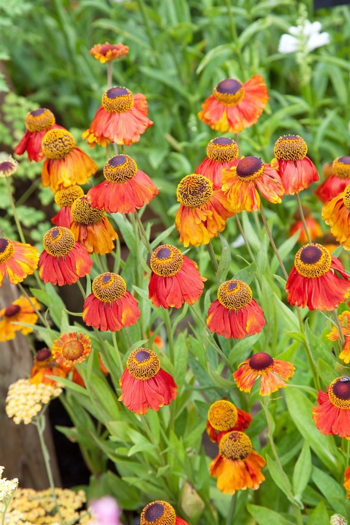 Pflanzen für Dich Staude Helenium 'Sahin's Early Flowerer', 1 St., Sonnenbraut