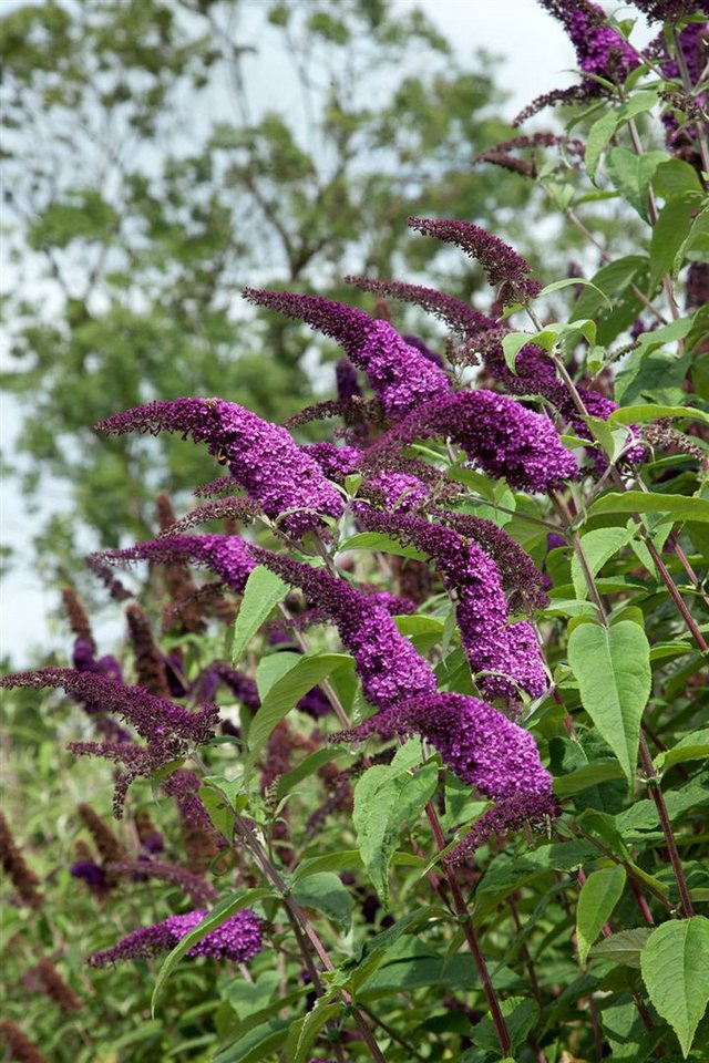 Pflanzen für Dich Gehölze Buddleja 'African Queen', 1 St., Schmetterlingsflieder, Sommerflieder