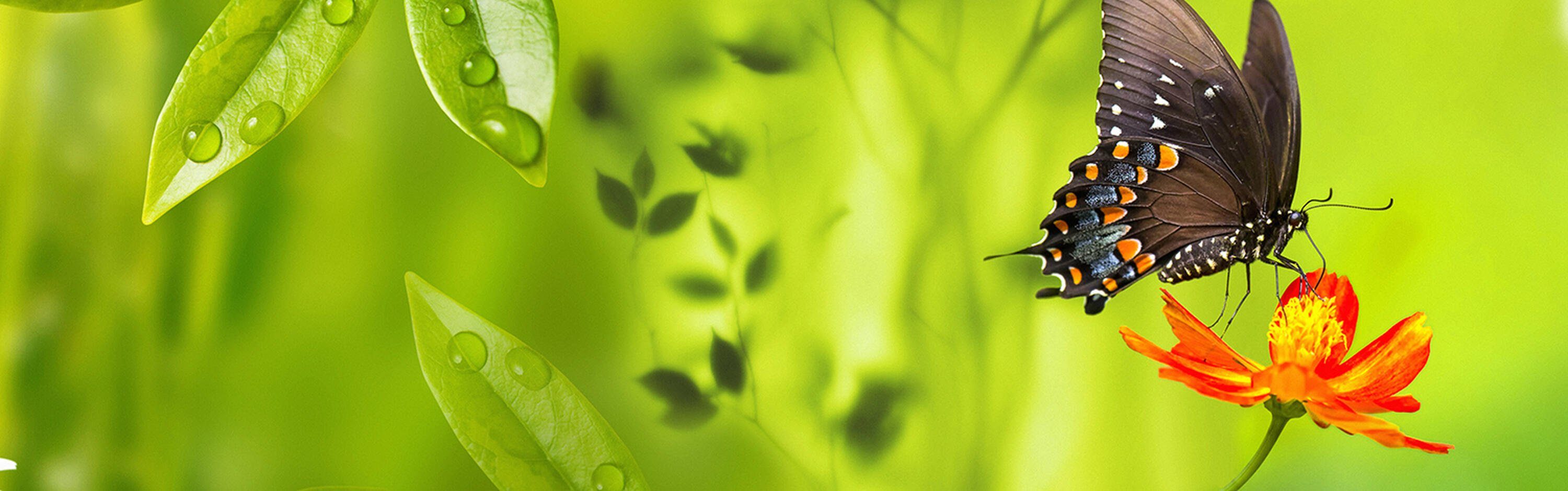 Größen Schmetterling versch. (1-tlg), Nischenrückwand Marienkäfer Gänseblüm, Hartschaum Premium Grün Küchenrückwand in wandmotiv24