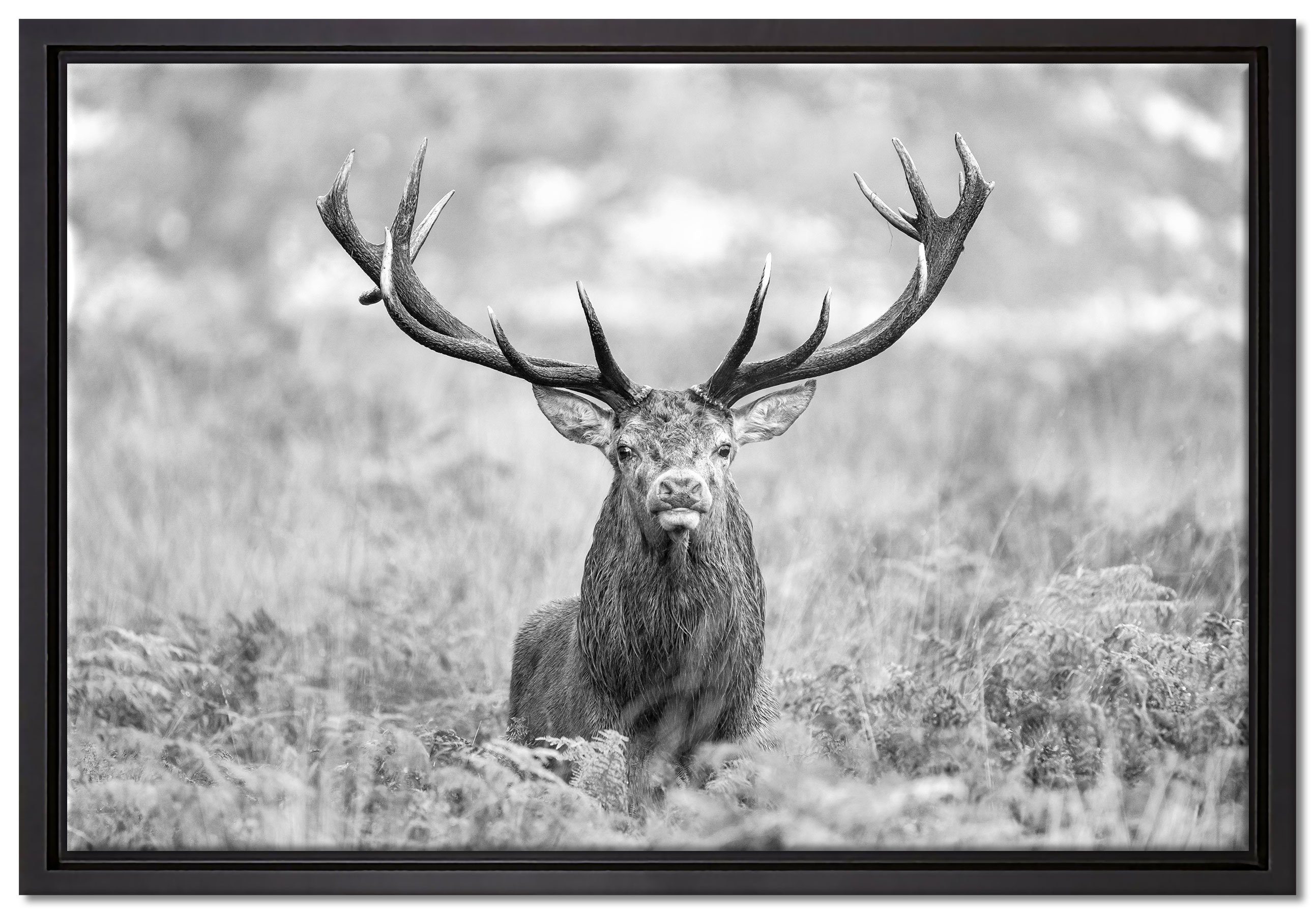 Pixxprint Leinwandbild Großer Hirsch im Feld Kunst B&W, Wanddekoration (1 St), Leinwandbild fertig bespannt, in einem Schattenfugen-Bilderrahmen gefasst, inkl. Zackenaufhänger