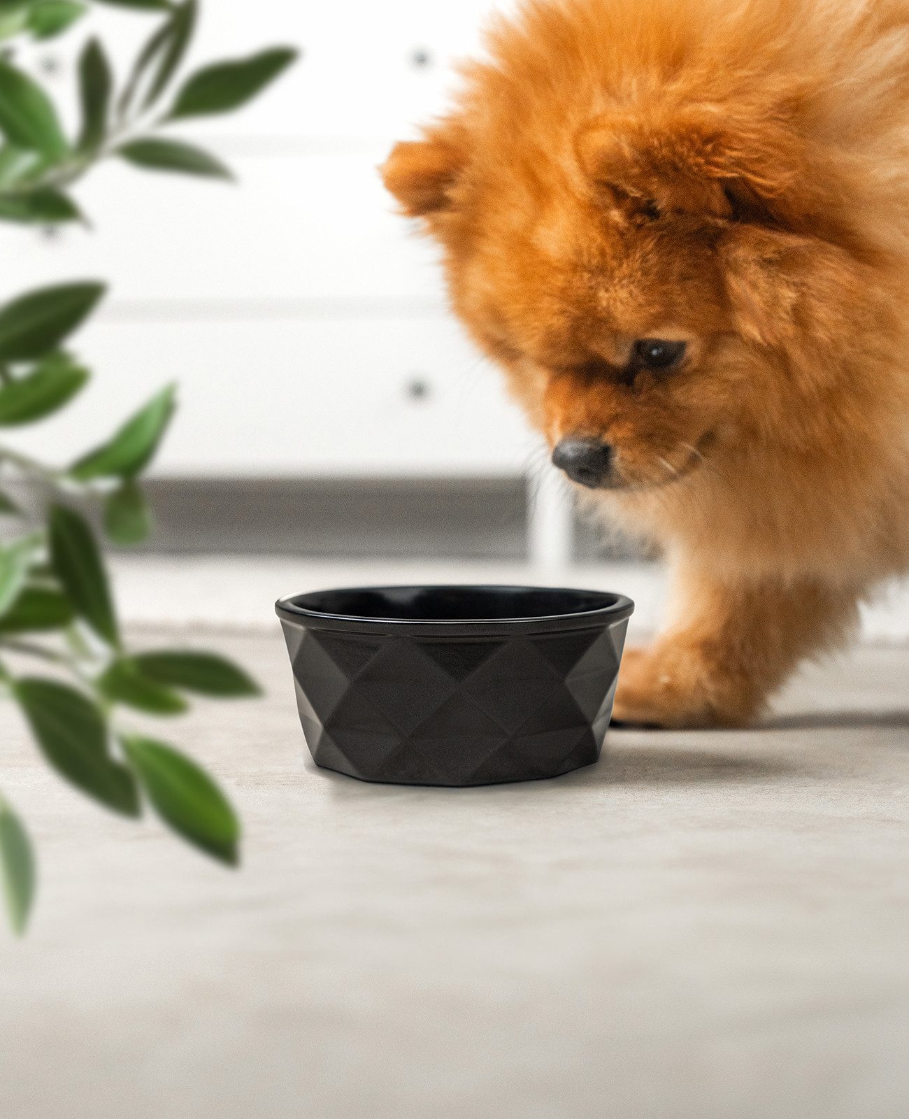 lionto Futternapf für Hunde & Katzen, verschiedene Größen und Farben, Keramik, spülmaschinengeeignet, rutschfest & stilvoll
