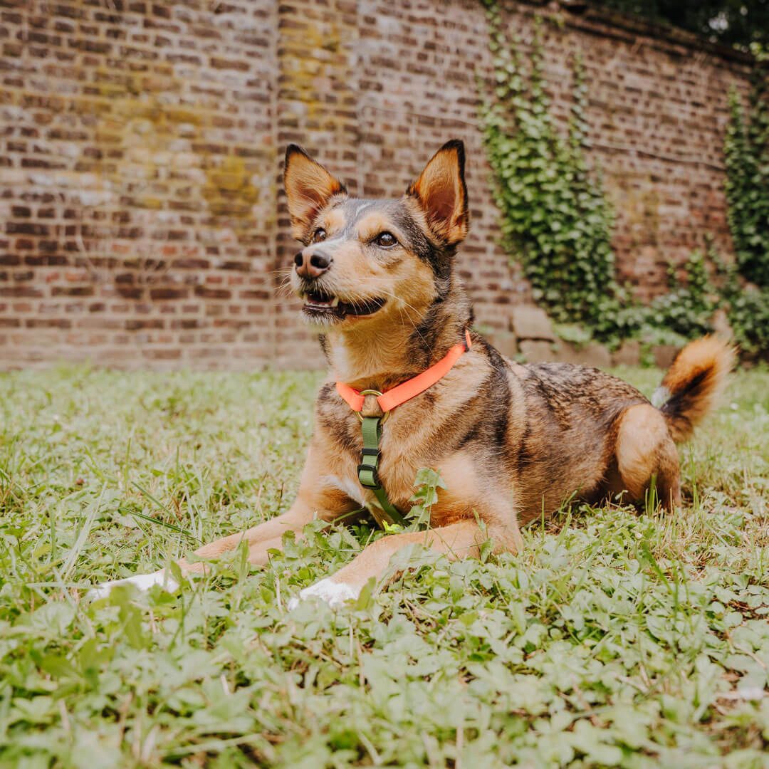 Hey Lana Hunde-Geschirr Hundegeschirr - Biothane günstig online kaufen