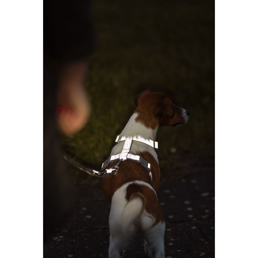 TRIXIE Hunde-Leuchtgeschirr Premium Reflect H-Geschirr - grafit - 36–45 cm/15 mm, Gurtband