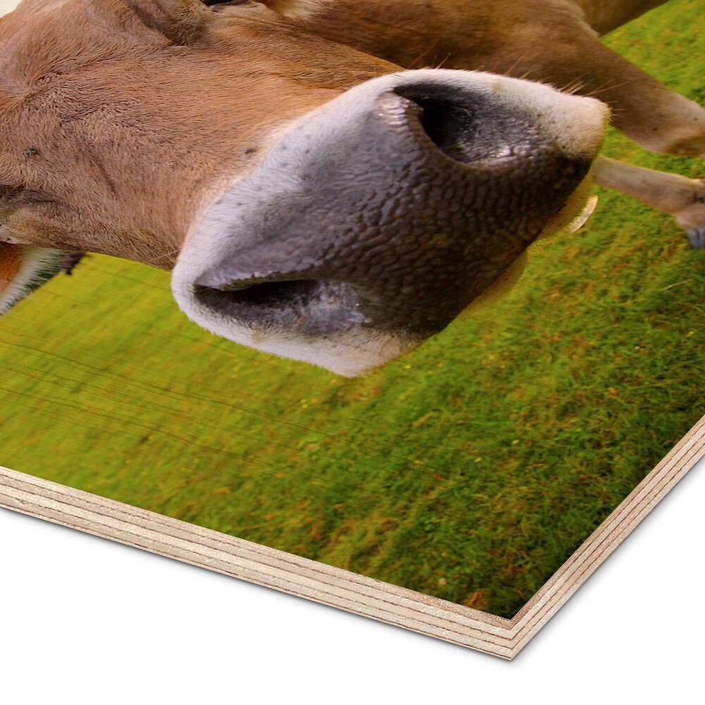 Posterlounge Wandbild Kuh Erna, Editors Choice, erhältlich als Poster, Leinwandbild, Wandsticker oder Acrylglasbild