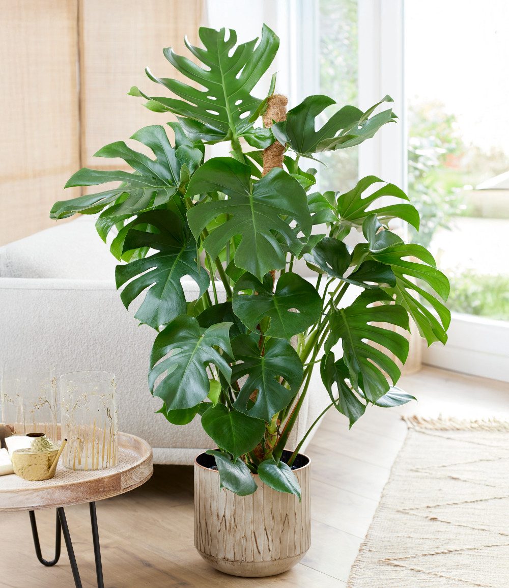 BALDUR Garten Zimmerpflanze Monstera - Fensterblatt ca. 60-70 cm hoch, im 19 cm Topf, 1 St., Zierpflanze, pflegeleicht