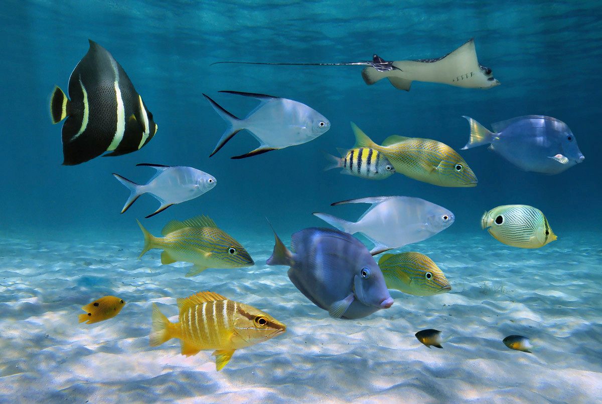 Fototapete Fische