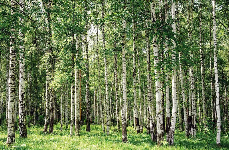 Papermoon Fototapete Birch Forest, glatt