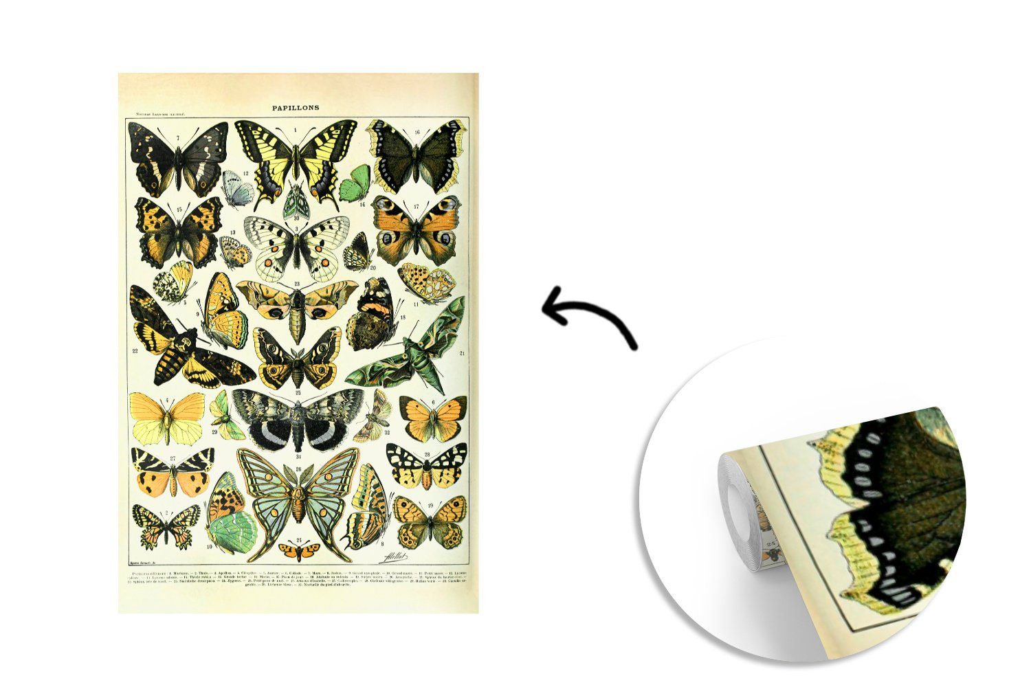 Fototapete bedruckt, - Matt, Tiere MuchoWow - für Schmetterling (3 Tapete Wohnzimmer, St), Insekten, Vinyl Wandtapete Montagefertig