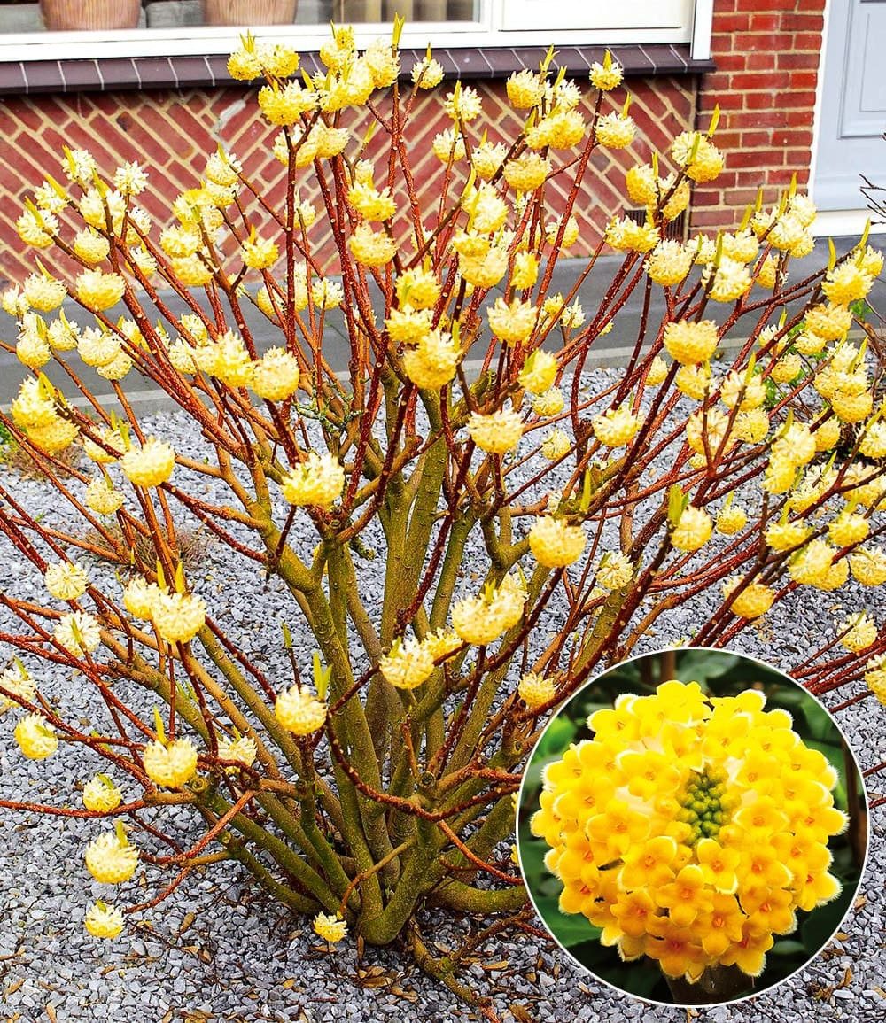 BALDUR Garten Zierstrauch Winterblüher Edgeworthia Grandiflora, 1 St., Papierpflanze,duftend,winterhart, mehrjährig, pflegeleicht
