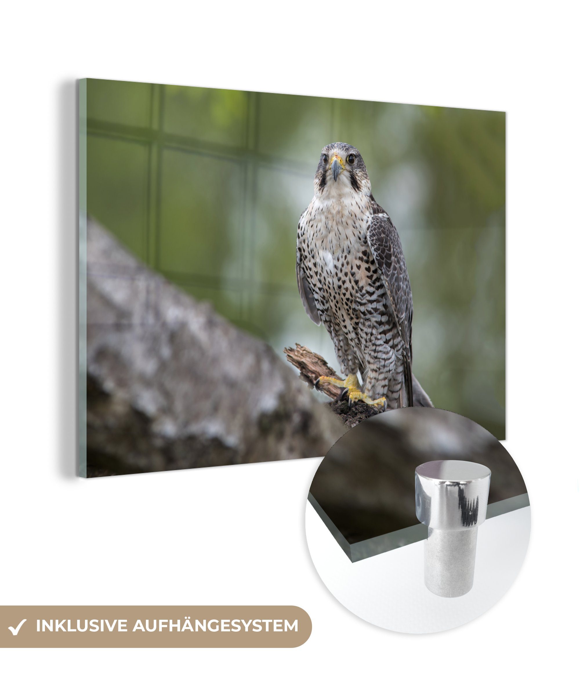 MuchoWow Acrylglasbild Falke - Zweige - Pflanzen, (1 St), Acrylglasbilder Wohnzimmer & Schlafzimmer | Bilder