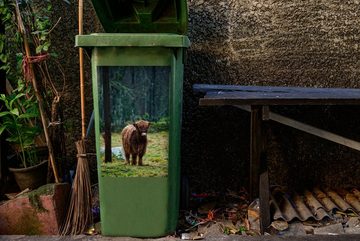 MuchoWow Wandsticker Schottischer Hochländer - Wald - Moos (1 St), Mülleimer-aufkleber, Mülltonne, Sticker, Container, Abfalbehälter