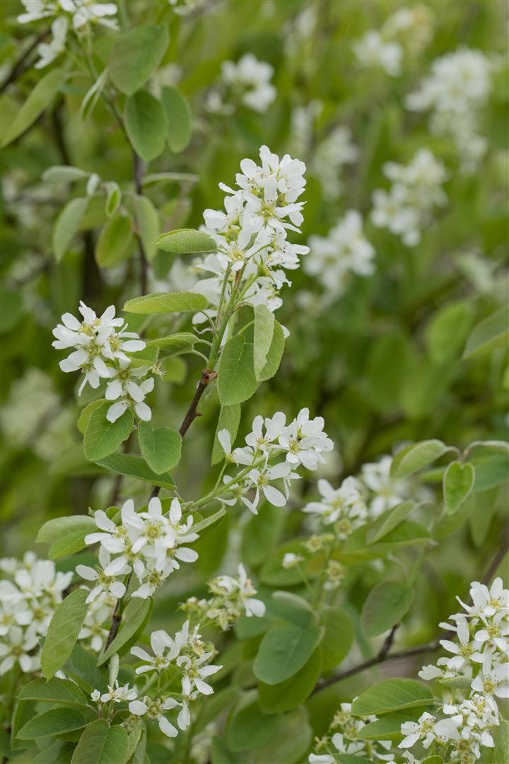 Pflanzen für Dich Gehölze Amelanchier alnifolia Honeywood, 1 St., Felsenbirne, Erlenblättrige Felsenbirne
