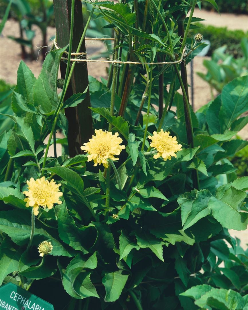 Pflanzen für Dich Staude Cephalaria gigantea, 1 St., Riesen-Schuppenkopf, Riesen-Schuppenblume