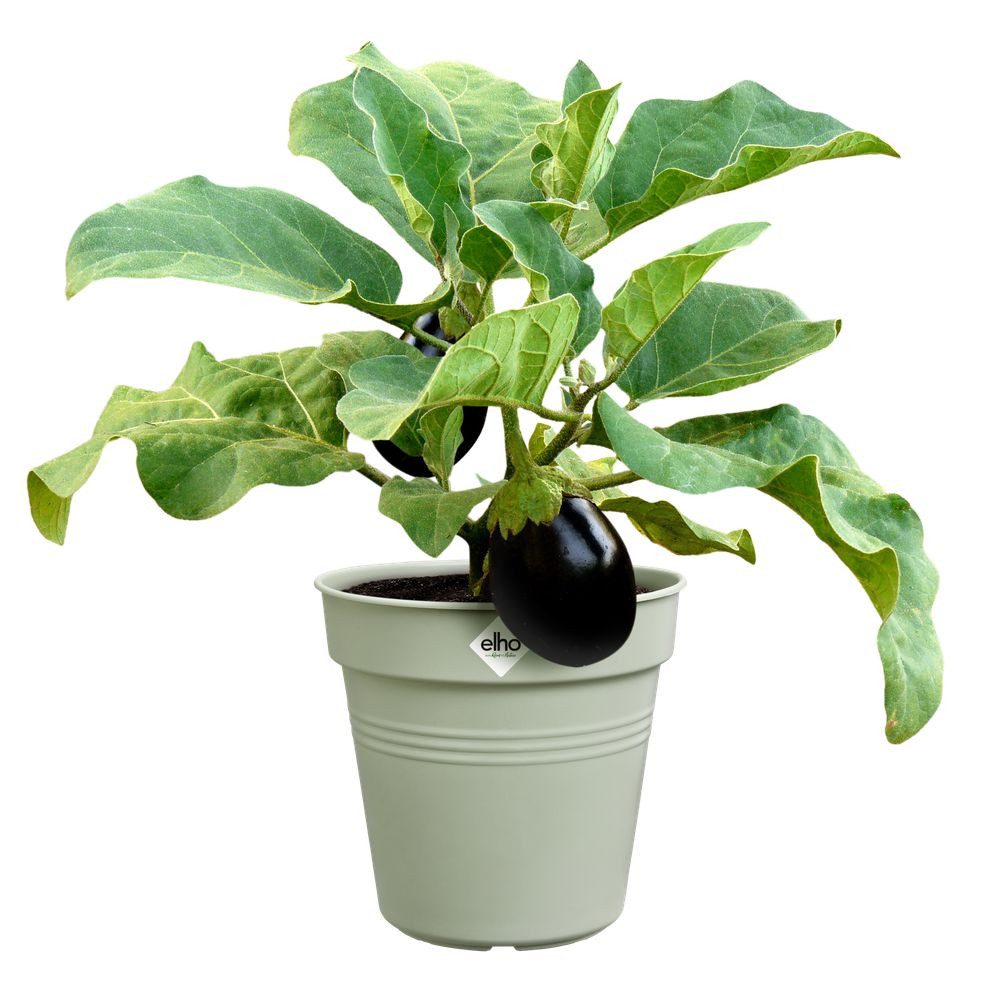 Elho Pflanzkübel green basics anzuchttopf 27cm günstig online kaufen