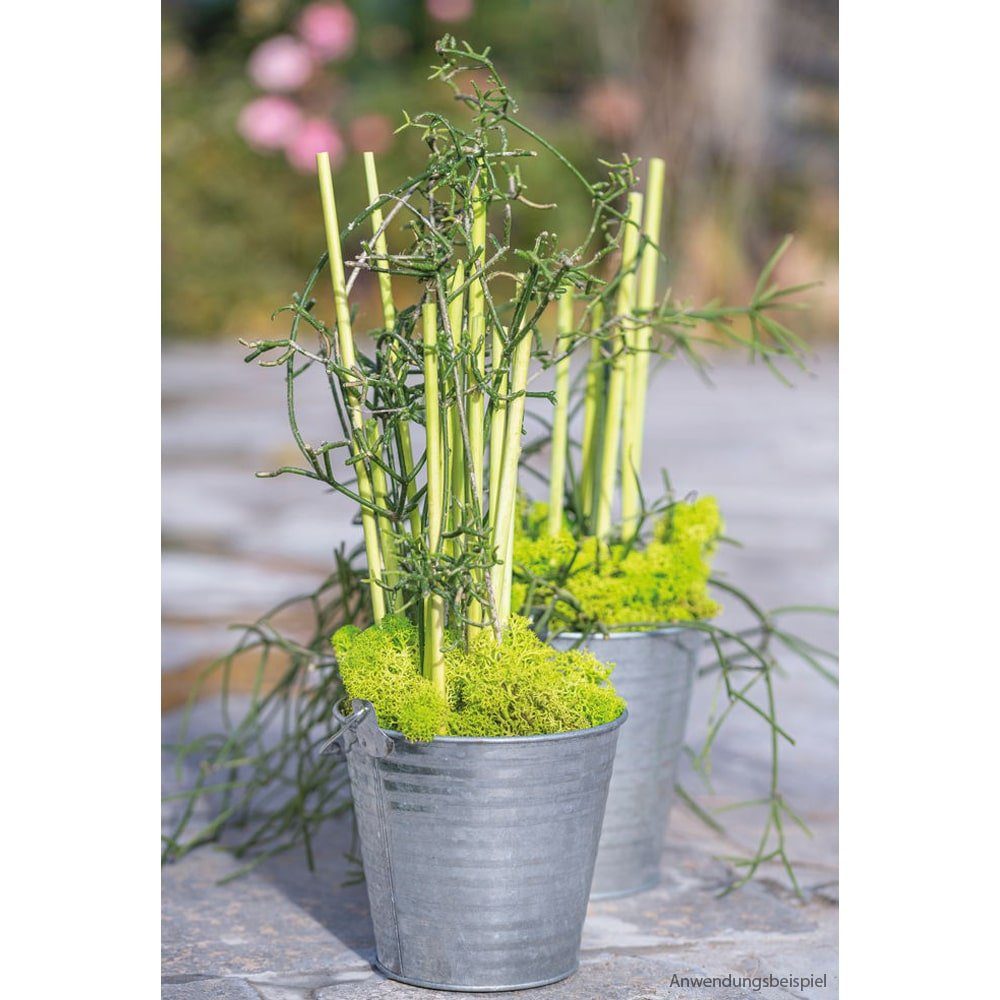 matches21 HOME & HOBBY Blumentopf Zinkeimer Henkel Rillen Pflanzeimer Pflanzgefäße Ø 11-16 cm (1 St)