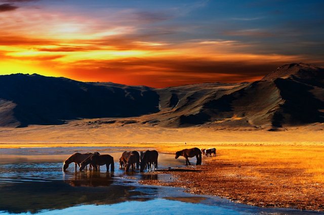 Papermoon Fototapete »Mongolian Horses«, glatt-Otto