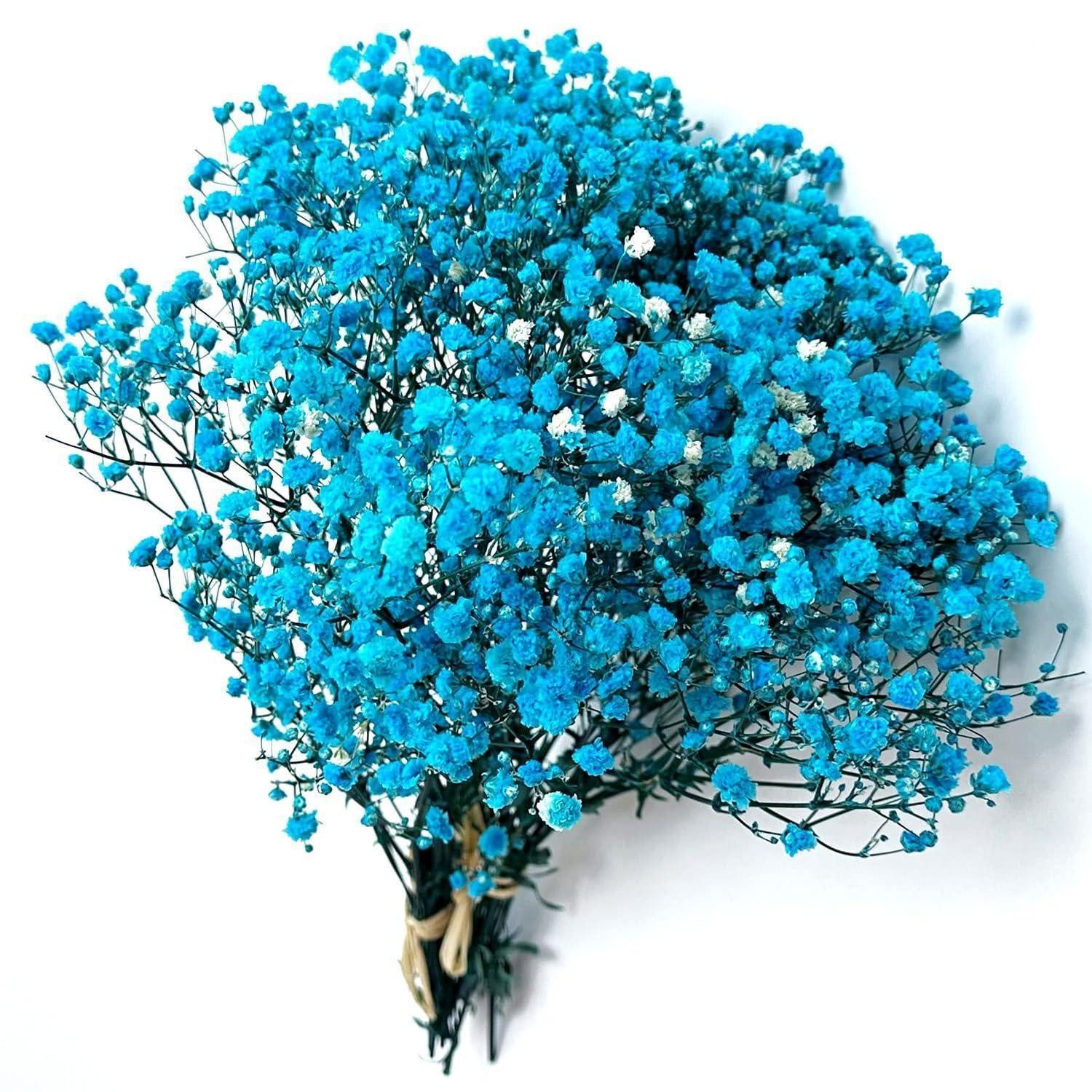 Trockenblume Trockenblumen Schleierkraut Blau 5 Stiele, LuxusKollektion, Höhe 5 cm